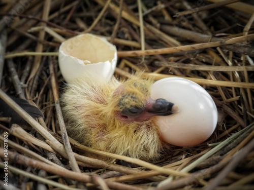 Newborn bird and eggs in nest
