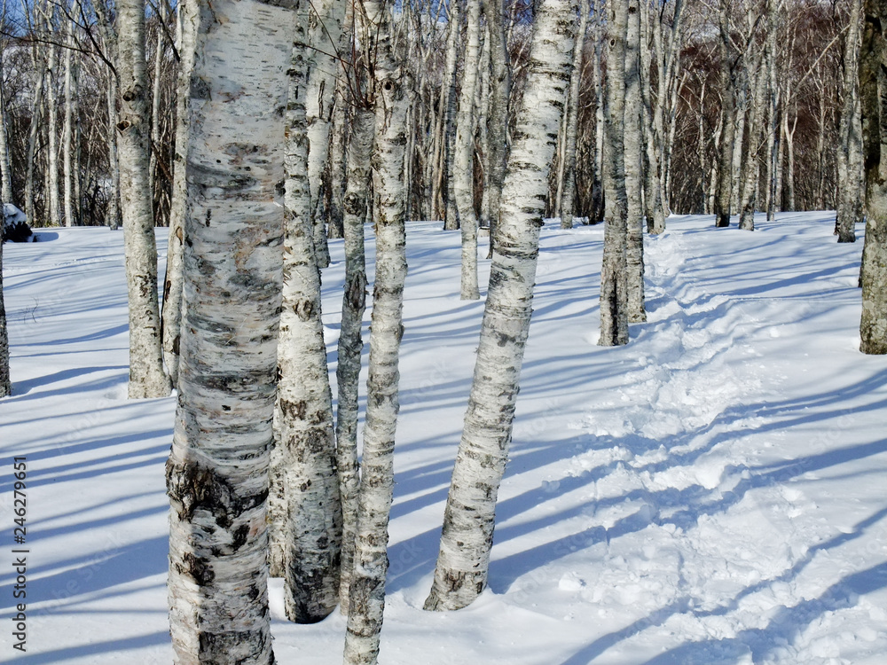 Fototapeta premium winter in the forest