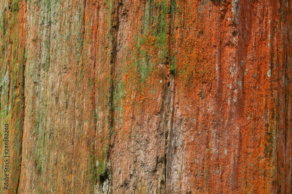 Tronc d'arbre fossile Tronc d'arbre fossile