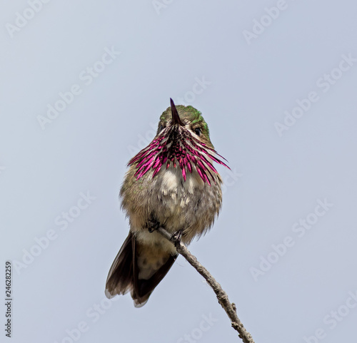 Calliope Hummingbird