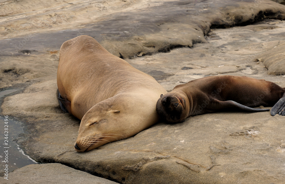 Obraz premium Sea Lions Sun Bathing