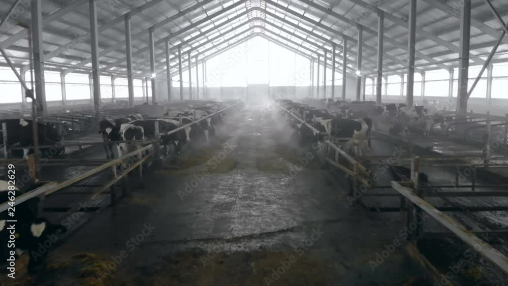A big cowshed with cows, close up. A big cowshed with cows, close up.
