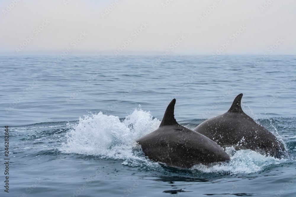 Fototapeta premium Delfines