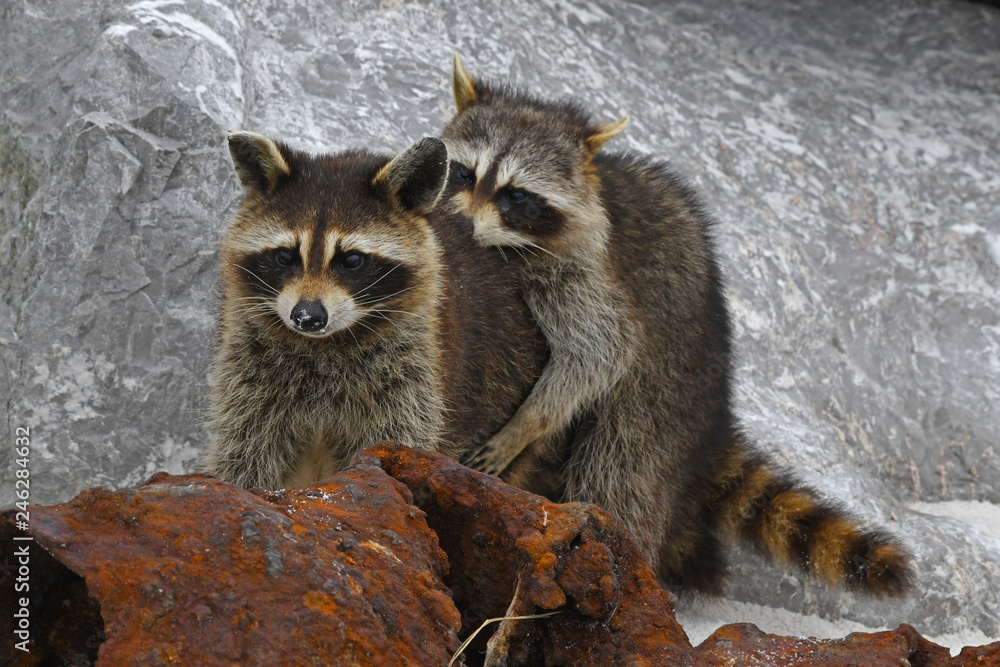 Obraz premium Racoons at St Andrews State Park