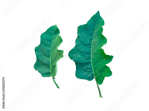 Leaves of eggplant with dark green on a white background