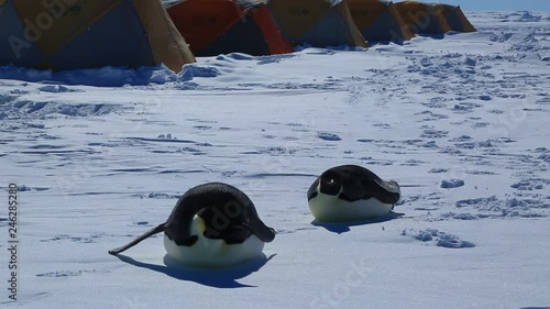 Emperor penguins (Aptenodytes fosteri) at Gould Bay camp, both lie on ice  photo