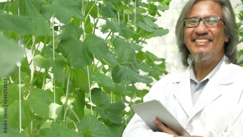 The botanist using a Tablet monitor the growth of melon in the greenhouse farm The botanist using a Tablet monitor the growth of melon in the greenhouse farm