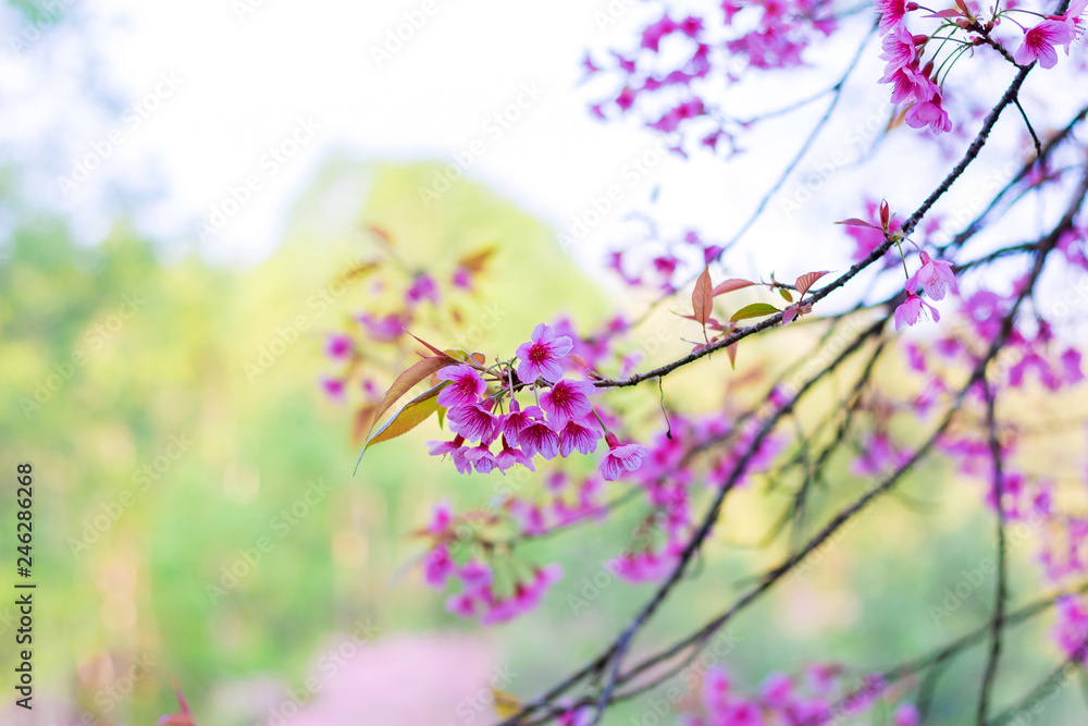 Obraz premium Beautiful cherry blossoms