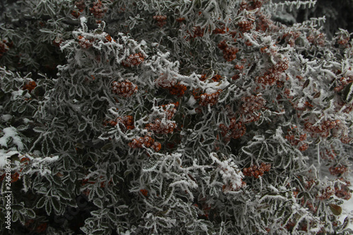 frosted orange and green 7