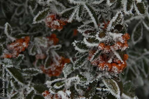 frosted orange and green 6