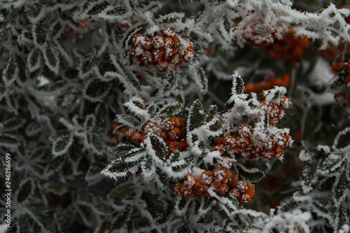 frosted orange and green 4