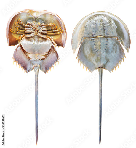 Top and bottom view side of horseshoe crab isolated on white background..