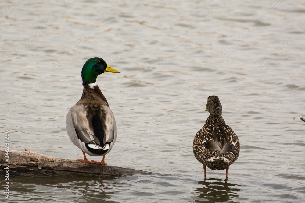 Mallard ducks enjoying a nice evening on a lake. Mallard ducks enjoying a nice evening on a lake.