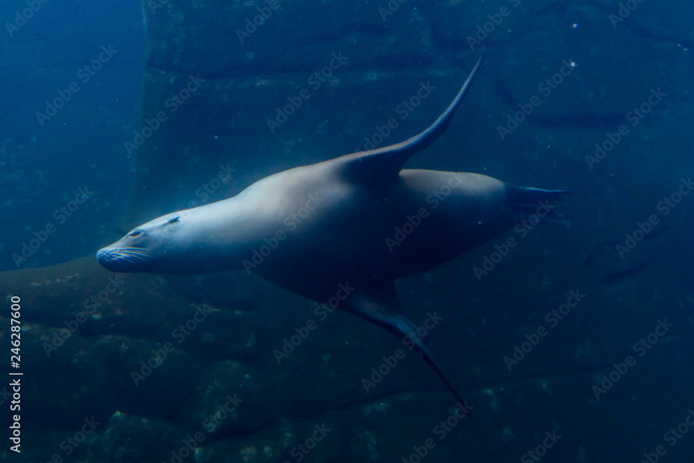 Fototapeta premium Sea lion swimming in an aquarium