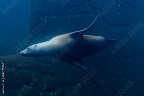 Sea lion swimming in an aquarium