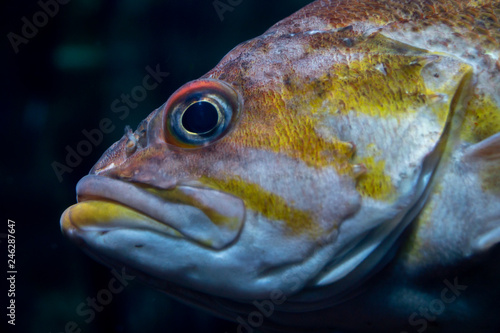 Close-up of copper rock-fish
