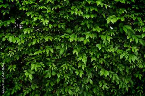 Green leave texture