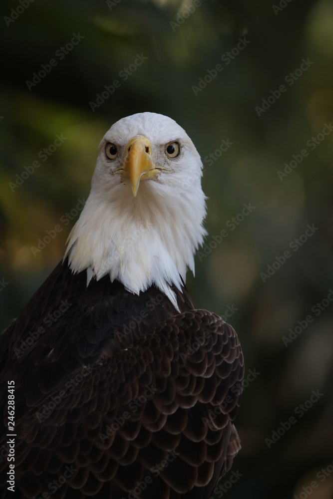 Obraz premium American Bald Eagle