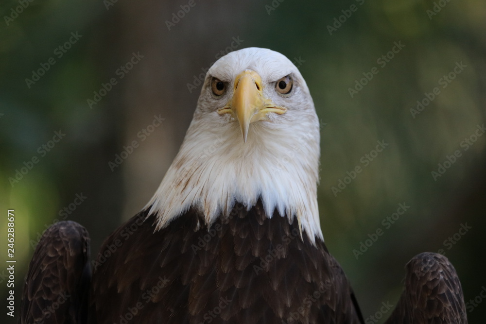 Obraz premium American Bald Eagle