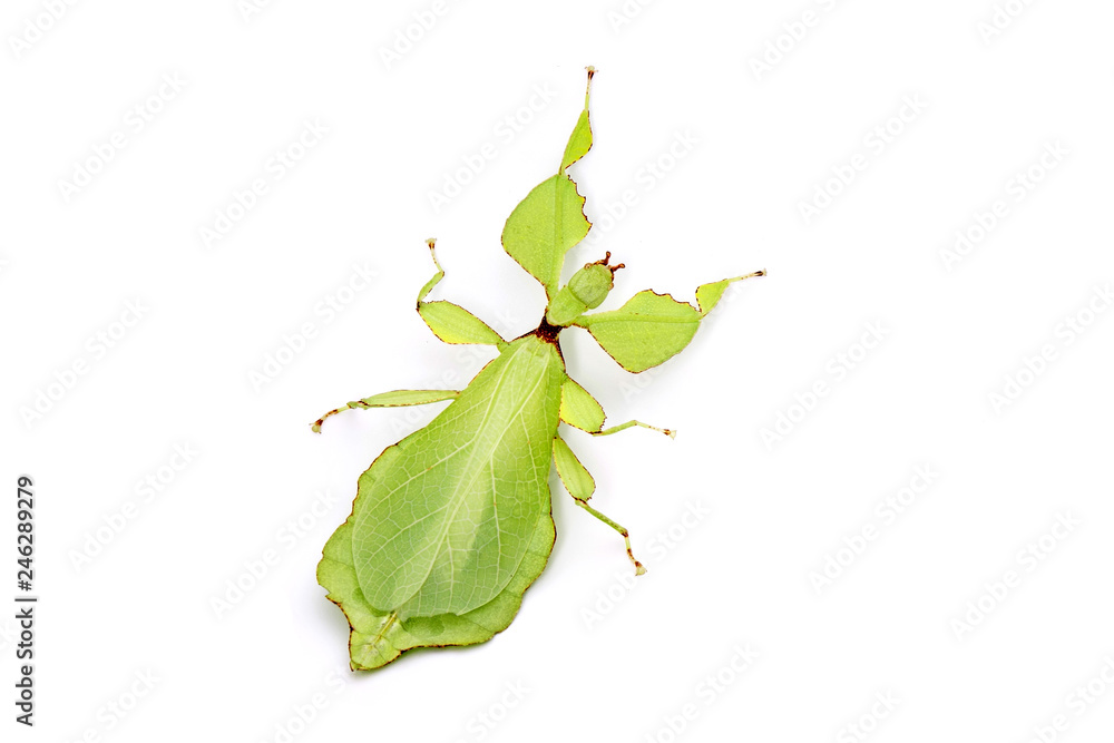 Leaf insect (Phyllium westwoodii) Green leaf insect or Walking leaves are camouflaged to take on the appearance of leaves, rare and protected. Isolated on white background. Leaf insect (Phyllium westwoodii) Green leaf insect or Walking leaves are camouflaged to take on the appearance of leaves, rare and protected. Isolated on white background.