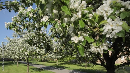 Edensor Village Church & Blossom, Chatsworth Estate, Derbyshire, England, UK, Europe photo