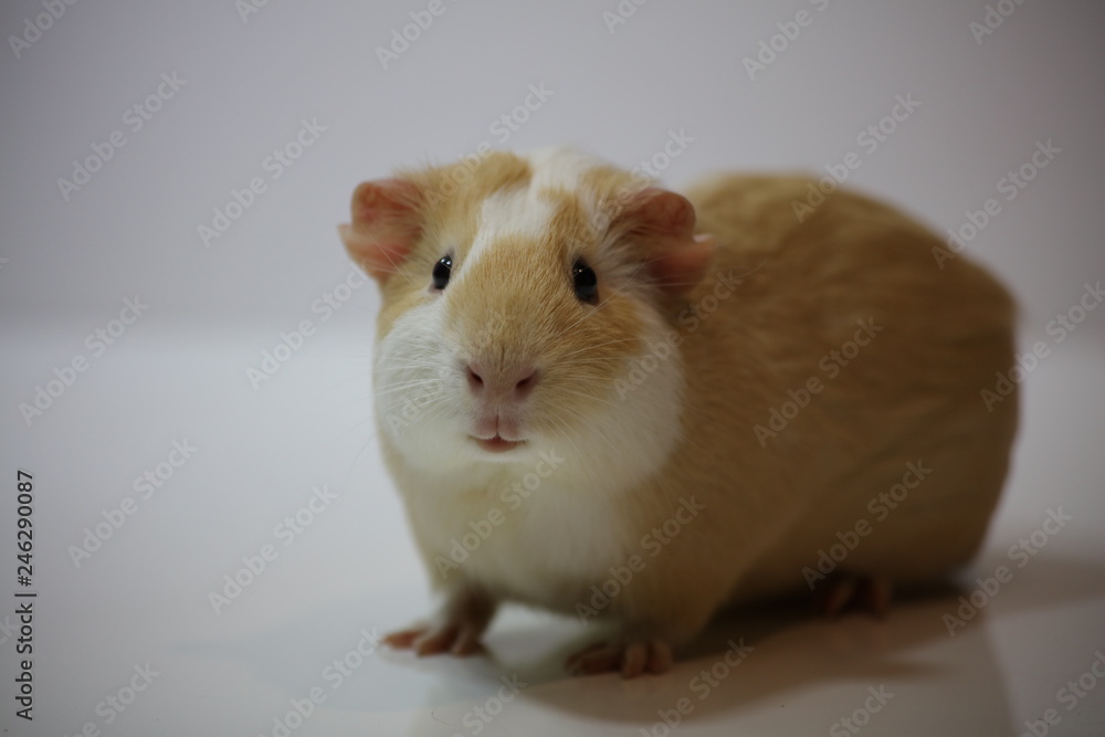 The Guinea Pig The Guinea Pig