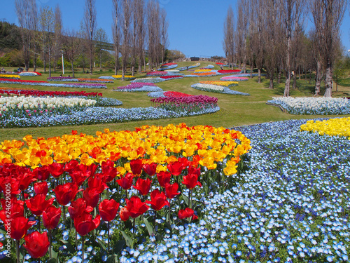 明石海峡公園のチューリップとネモフィラ