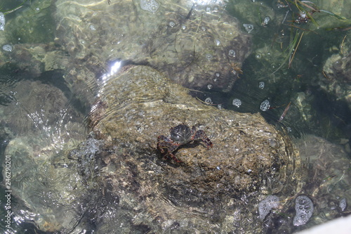 Key West Crab