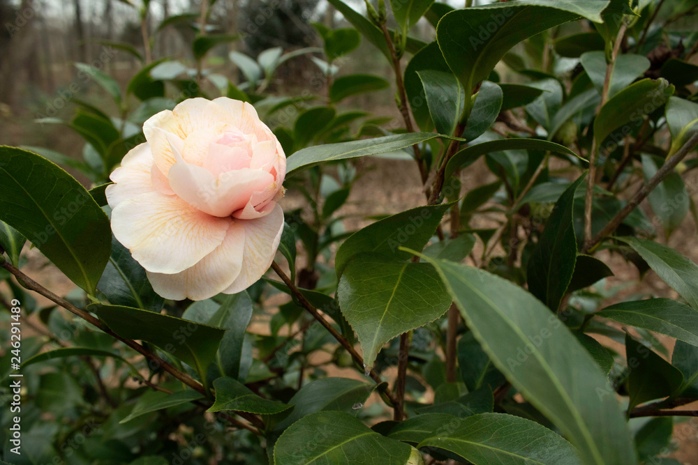 Camelia Japonica in the garden Camelia Japonica in the garden
