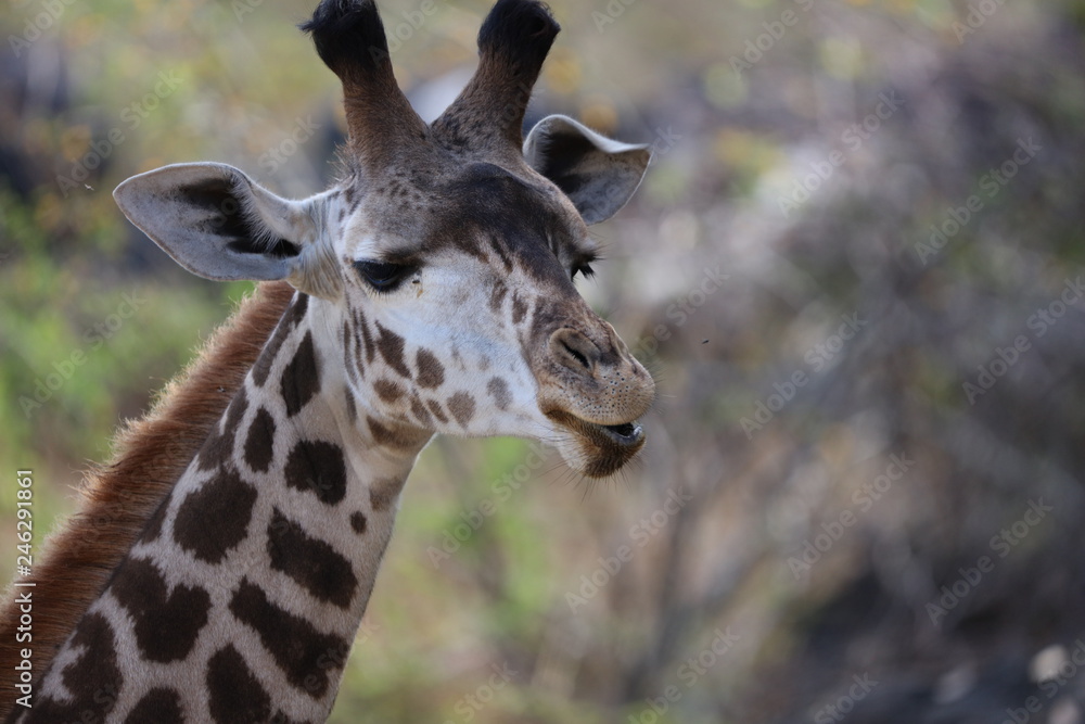 Giraffe Giraffe