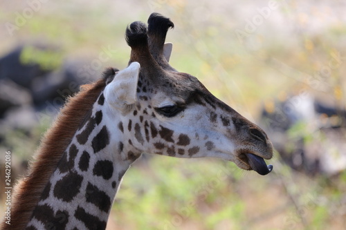 Photography Giraffe