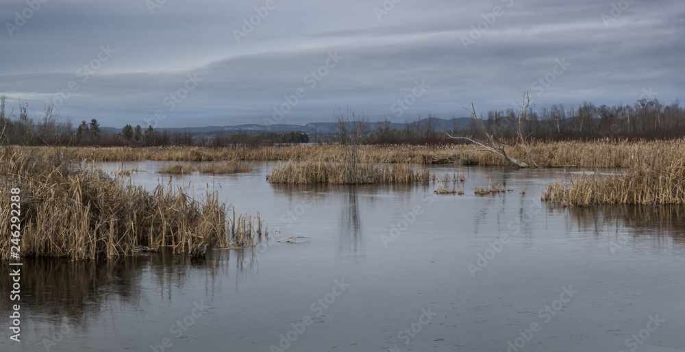 Dried reeds in the frozen pond