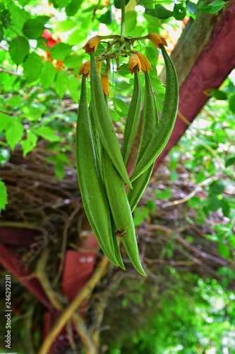 Views from the International Peace Gardens which is a botanical garden located in Jordan Park in Salt Lake City, Utah which was conceived in 1939 and dedicated in 1952. United States.