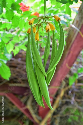 Views from the International Peace Gardens which is a botanical garden located in Jordan Park in Salt Lake City, Utah which was conceived in 1939 and dedicated in 1952. United States.
