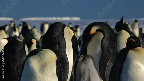 Emperor penguin (Aptenodytes fosteri) pair at colony. Chick begs while adults display  photo