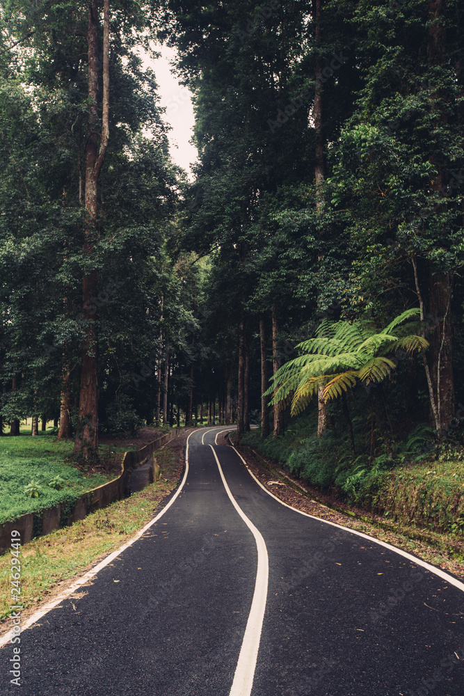 Asphalt road in jungle forest