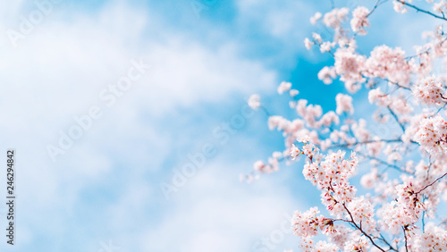 Stampa su tela 桜