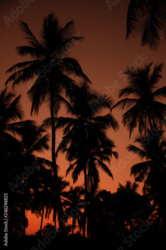 Exotic Orange Sunset Palm Silhouette Landscape