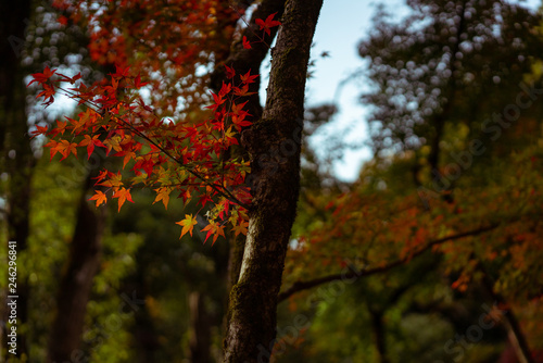 Autumn Leaves in a Japanese Forest