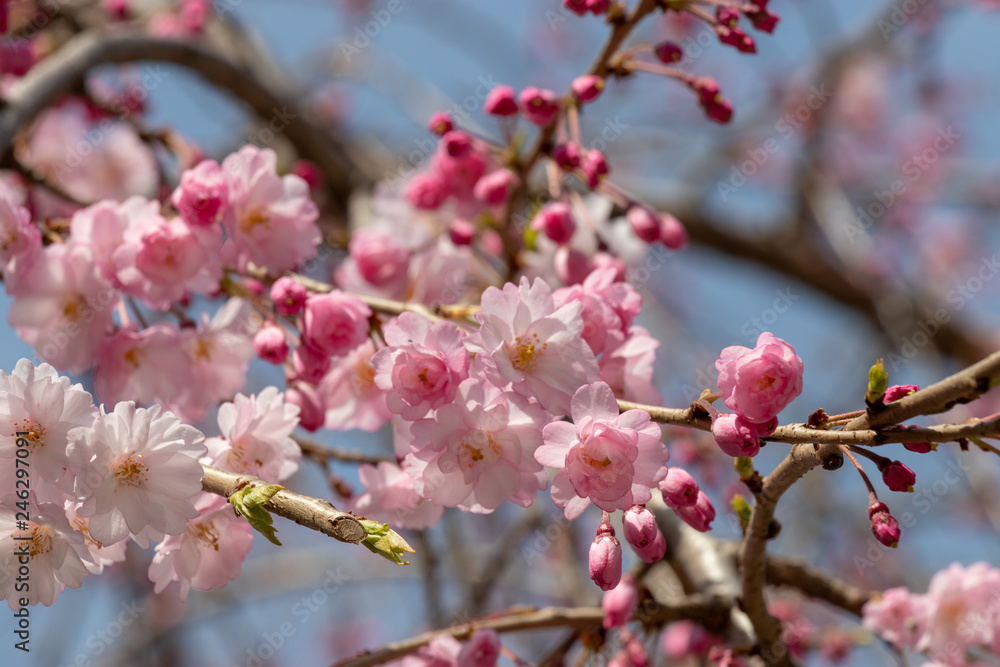 Cherry blossoms in central Tokyo, Nihonbashi, Chuo-city, Tokyo, Japan Cherry blossoms in central Tokyo, Nihonbashi, Chuo-city, Tokyo, Japan
