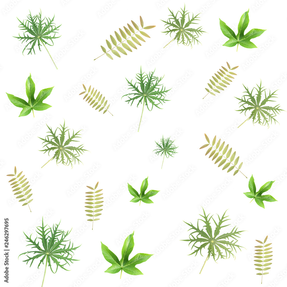 leaves pattern background.Isolated on white leaves pattern background.Isolated on white