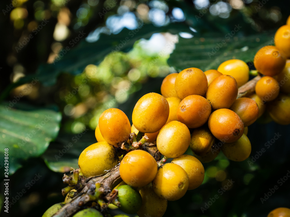 Coffee beans ripening on the branch