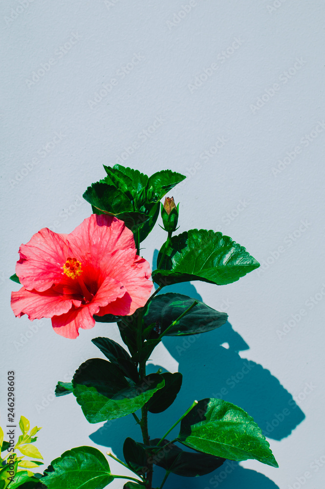 Fototapeta premium red flower isolated on white background