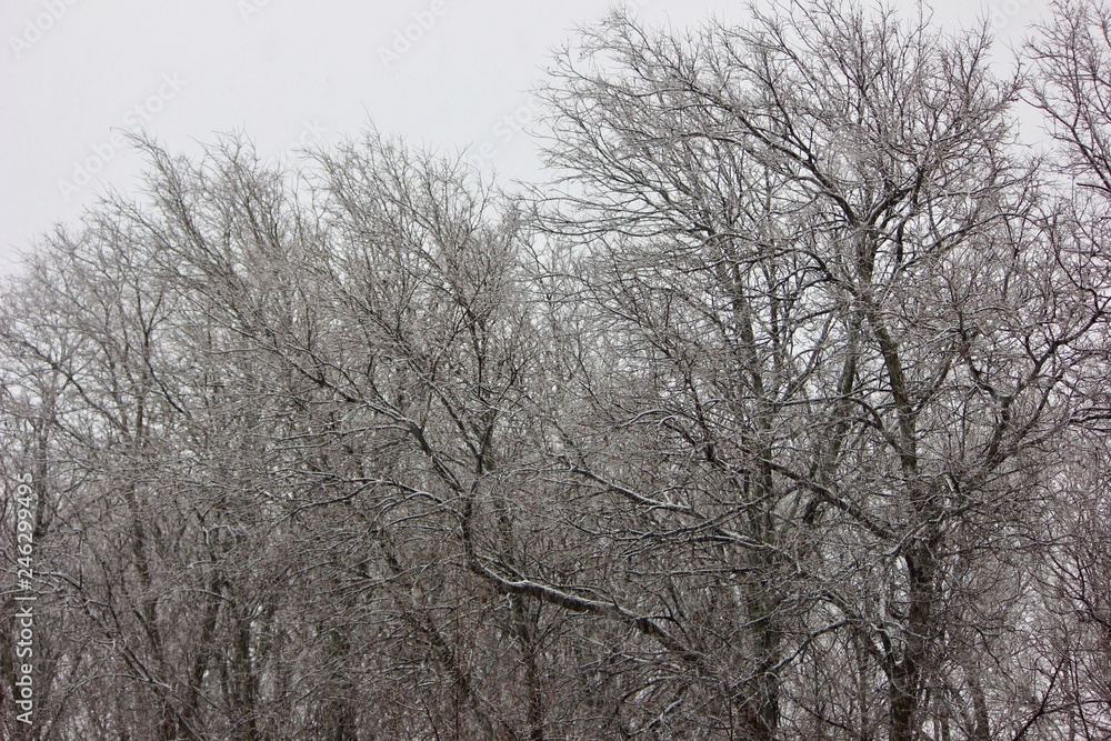 Snow Falling Though the Trees Snow Falling Though the Trees