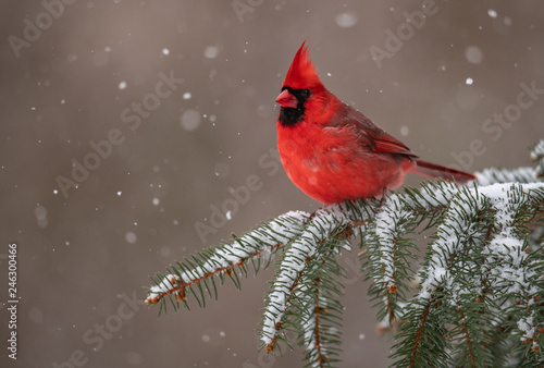Cardinal in the Snow Fotobehang