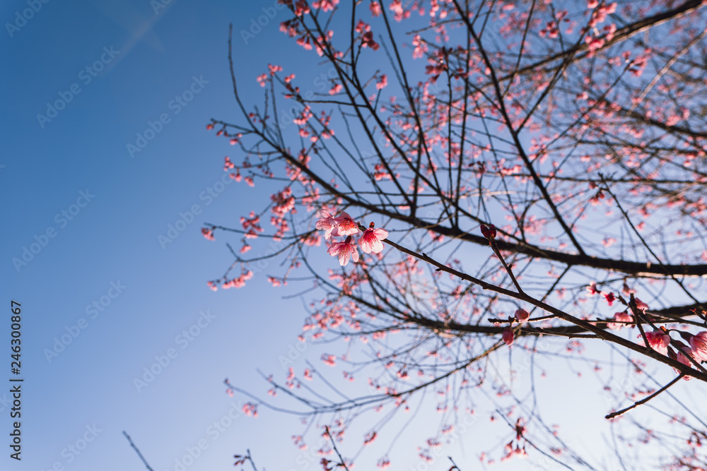 Spring blossom pink flowers Beautiful nature Spring blossom pink flowers Beautiful nature