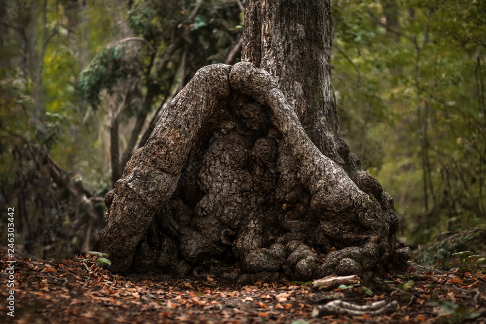 Naklejka premium Beautiful green summer forest. Spring background, backdrop