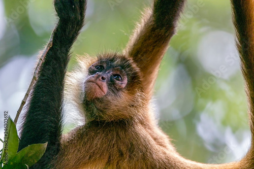 Geoffroy's spider monkey (Ateles geoffroyi),