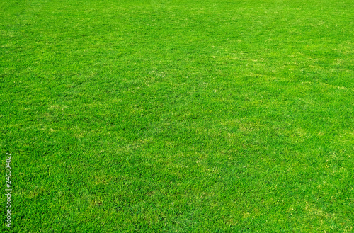 Background of green grass field. Green grass pattern and texture. Green lawn for background. © Lifestyle Graphic