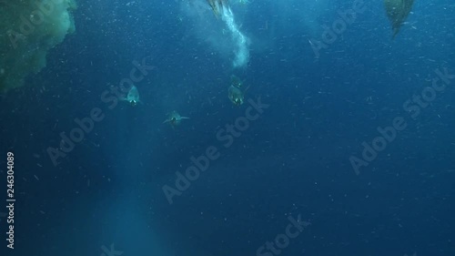 Emperor penguins (Aptenodytes forsteri) swimming under sea ice and past camera with bubbles, underwater, Cape Washington, Antarctica